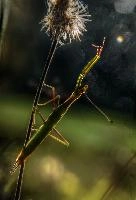 mantiuk_8544ht - mantiuk_8565ht_fused.jpg